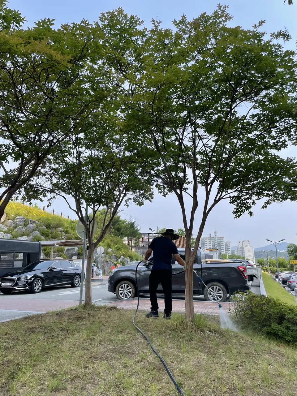 공동주택 수목에 약제를 살포하는 작업자
